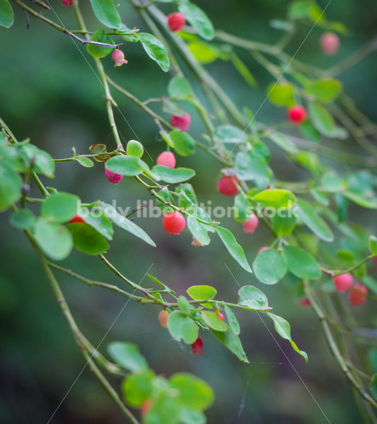 Foraging Stock Image: Ripe Red Huckleberries - Body Liberation Photos