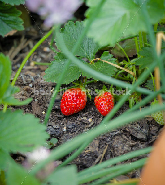 Intuitive Eating Stock Image: Ripe Strawberries - Body Liberation Photos