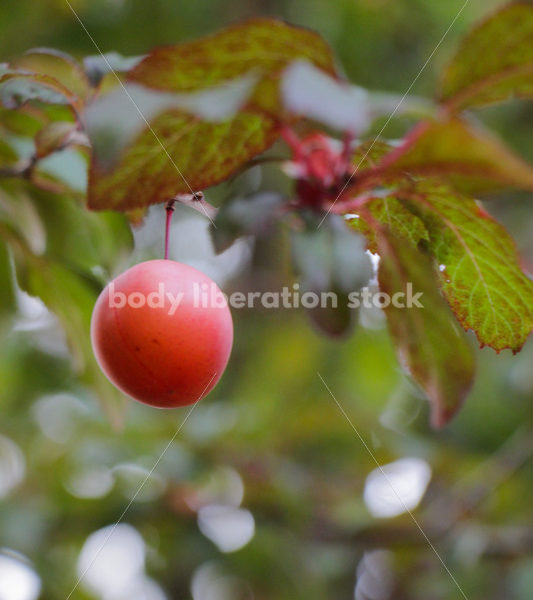 Intuitive Eating Stock Photo: Ripe Plums on Tree - Body Liberation Photos