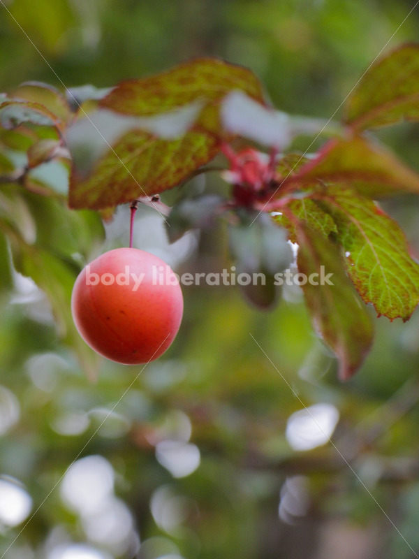 Intuitive Eating Stock Photo: Ripe Plums on Tree - Body Liberation Photos