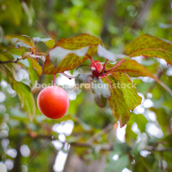 Intuitive Eating Stock Photo: Ripe Plums on Tree - Body Liberation Photos