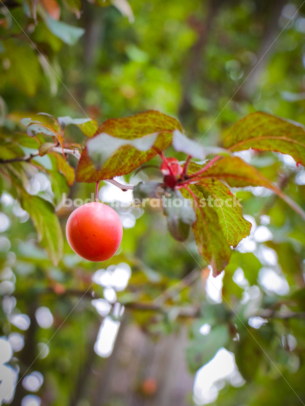 Intuitive Eating Stock Photo: Ripe Plums on Tree - Body Liberation Photos