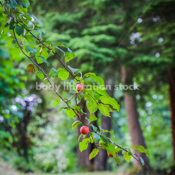 Intuitive Eating Stock Photo: Ripe Plums on Tree - Body Liberation Photos