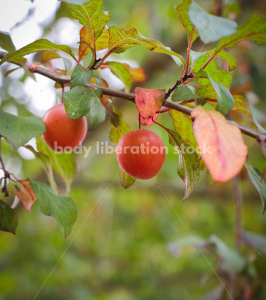 Intuitive Eating Stock Photo: Ripe Plums on Tree - Body Liberation Photos