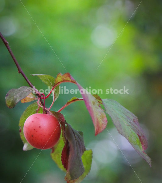 Intuitive Eating Stock Photo: Ripe Plums on Tree - Body Liberation Photos