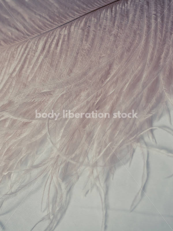Romance Stock Photo: Soft Pink Ostrich Feather - Body Liberation Photos