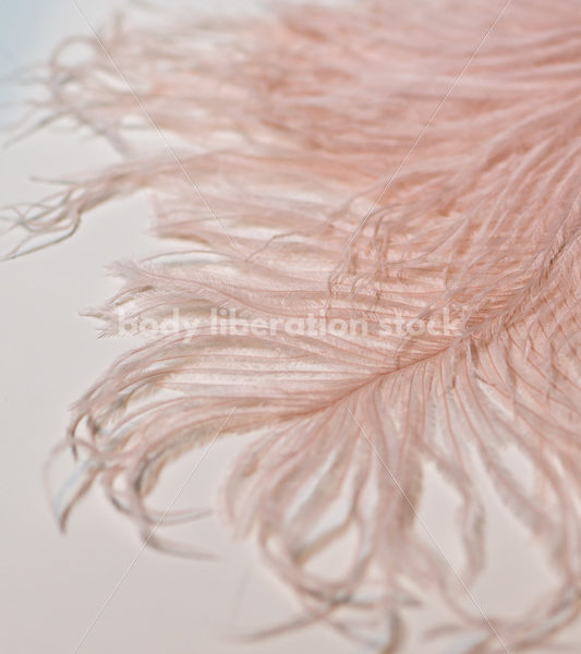 Romance Stock Photo: Soft Pink Ostrich Feather - Body Liberation Photos