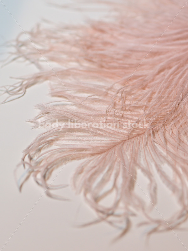 Romance Stock Photo: Soft Pink Ostrich Feather - Body Liberation Photos