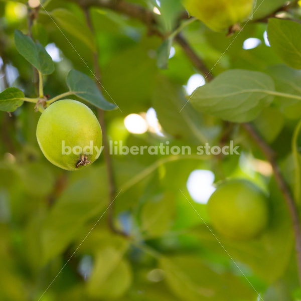 Stock Photo: Green Apples on Tree - Body Liberation Photos