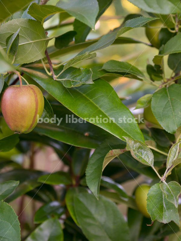 Stock Photo: Red Apples on Tree - Body Liberation Photos