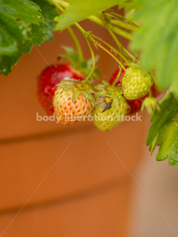 Stock Photo: Summer Strawberries in Planter - Body Liberation Photos