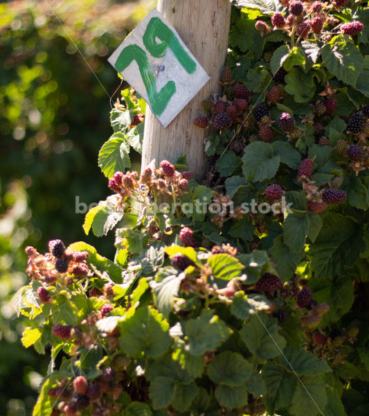 Agriculture Stock Image: Berry Farm - Body Liberation Photos