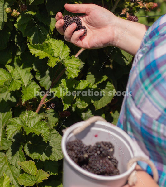 Agriculture Stock Image: Fat Woman Picking Berries - Body Liberation Photos