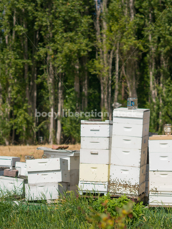 Beehives at berry farm - Body Liberation Photos