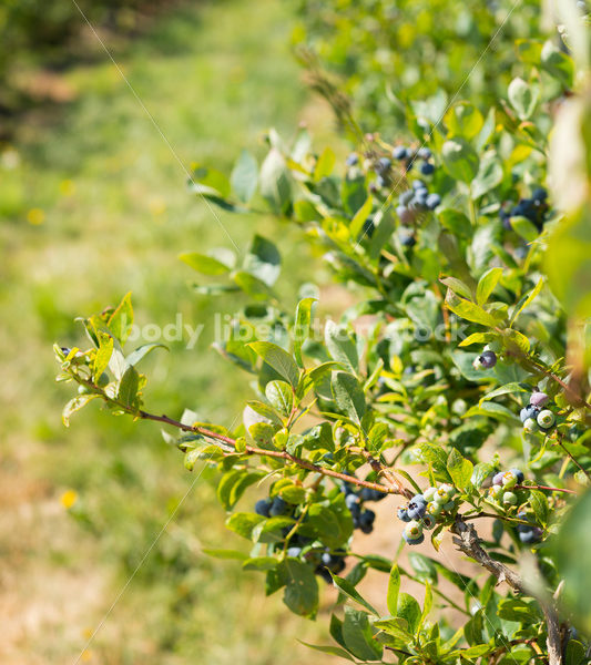 Bushes on berry farm - Body Liberation Photos