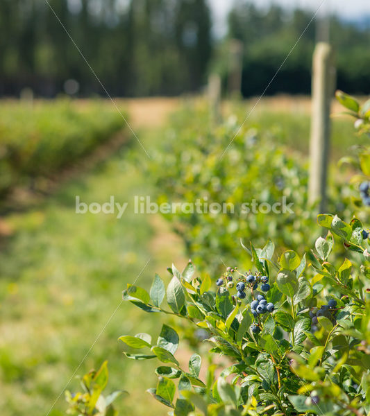 Bushes on berry farm - Body Liberation Photos