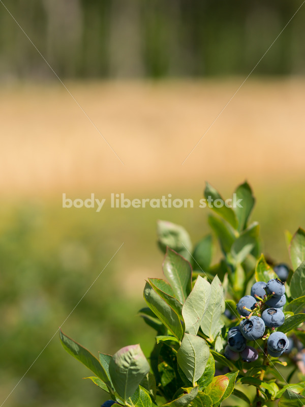 Bushes on berry farm - Body Liberation Photos
