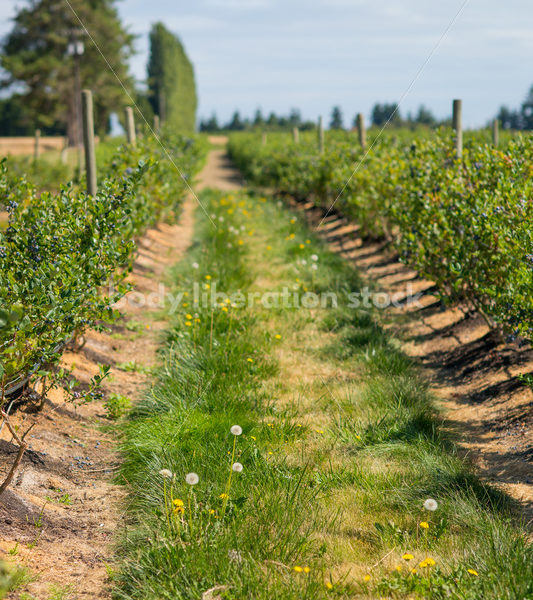 Bushes on berry farm - Body Liberation Photos