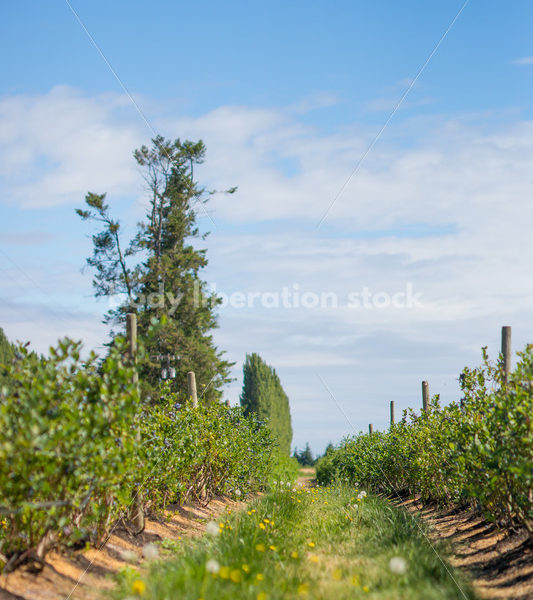 Bushes on berry farm - Body Liberation Photos