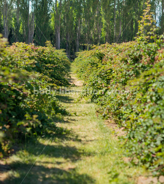 Bushes on berry farm - Body Liberation Photos