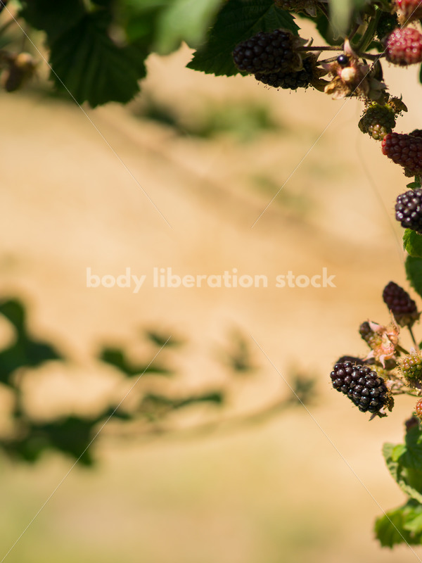 Bushes on berry farm - Body Liberation Photos