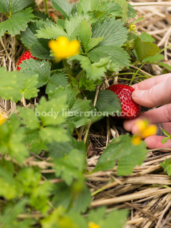 Diverse Gardening Stock Photo: Agender Person Picks Strawberries - Body Liberation Photos