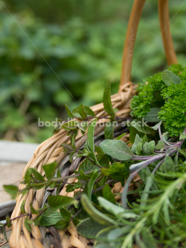 Gardening herbs - Body Liberation Photos