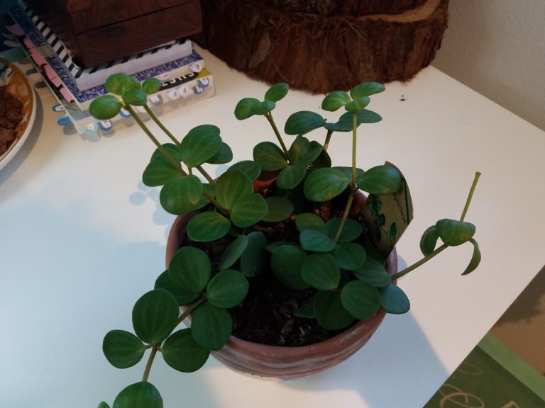 Image description: A small houseplant with round fleshy leaves, called a peperomia hope, sits in a round terra cotta bowl on a white desk.