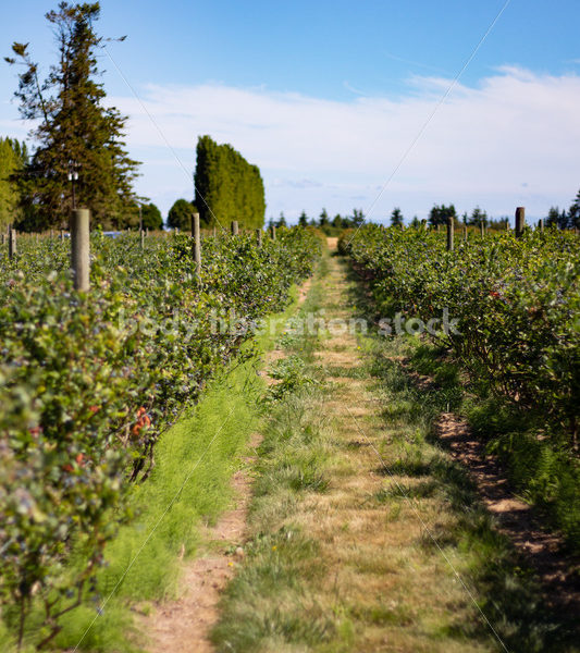 Agriculture Stock Image: Berry Farm - Body Liberation Photos