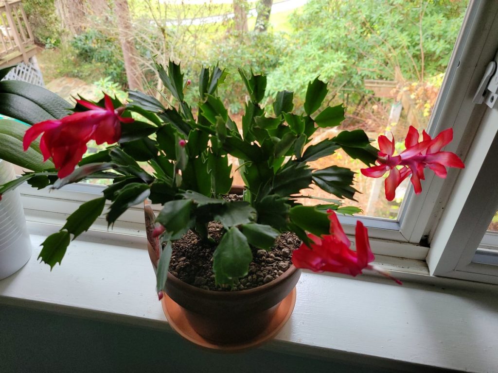 Plant Chat: Thanksgiving cactus blossoms + planting rooted cuttings ...