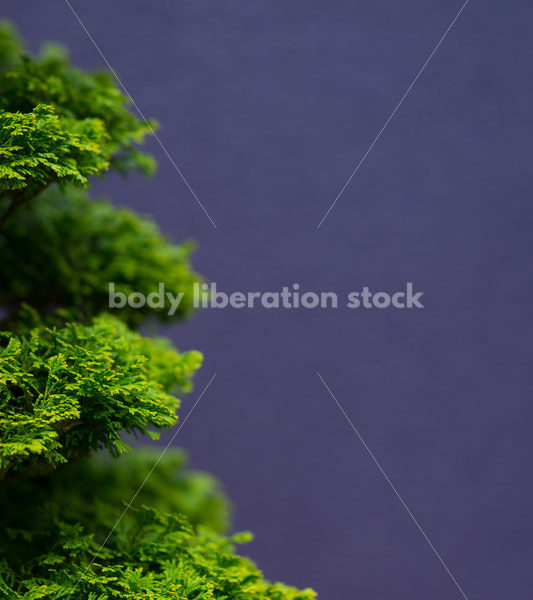 Stock Image: Bonsai Tree - Body Liberation Photos