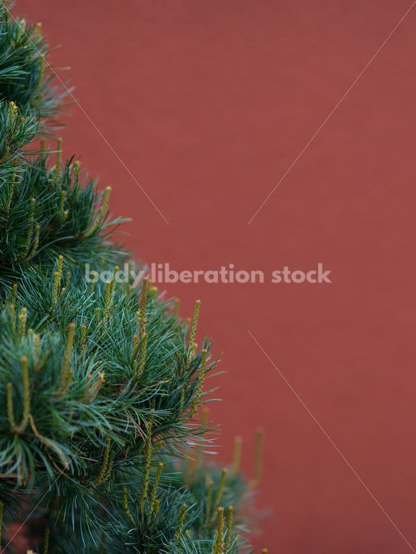Stock Image: Bonsai Tree - Body Liberation Photos