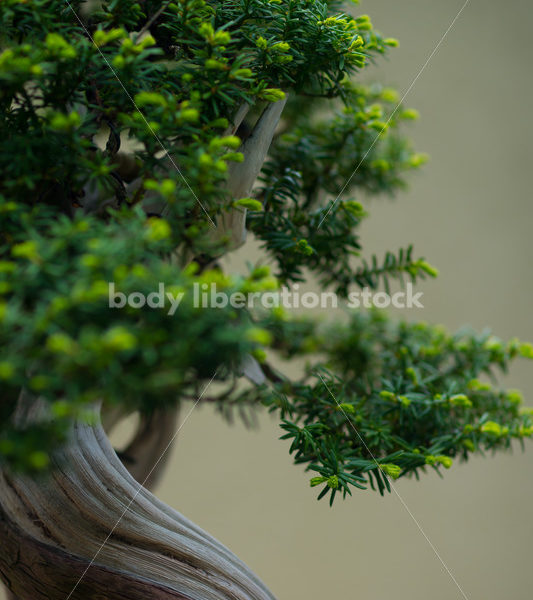 Stock Image: Bonsai Tree - Body Liberation Photos