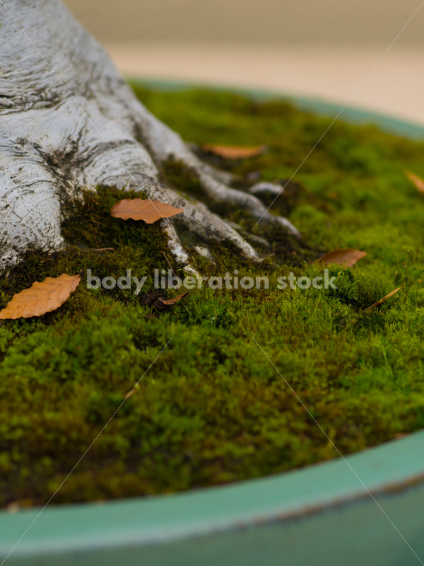 Stock Image: Bonsai Tree - Body Liberation Photos