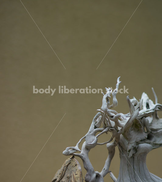 Stock Image: Bonsai Tree - Body Liberation Photos