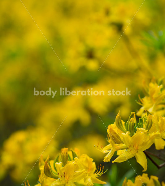 Stock Photo: Spring Garden - Body Liberation Photos