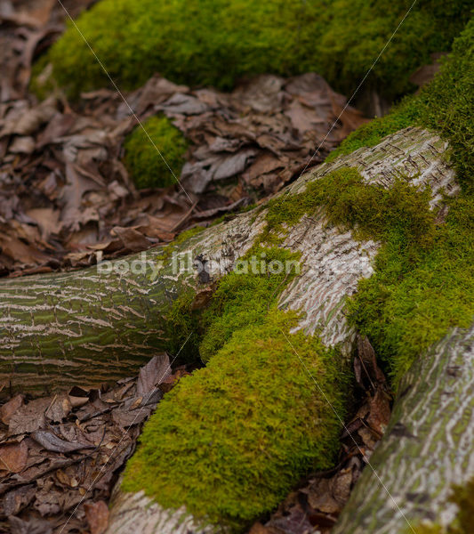 Stock Photo: Spring Garden - Body Liberation Photos