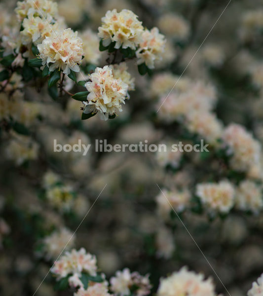 Stock Photo: Spring Garden - Body Liberation Photos