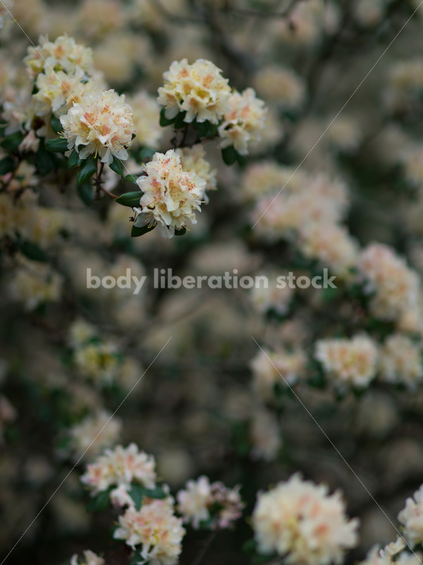 Stock Photo: Spring Garden - Body Liberation Photos