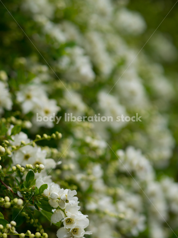 Stock Photo: Spring Garden - Body Liberation Photos