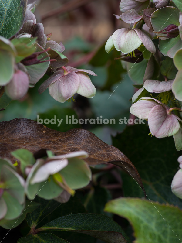 Stock Photo: Spring Garden with Room for Text - Body Liberation Photos