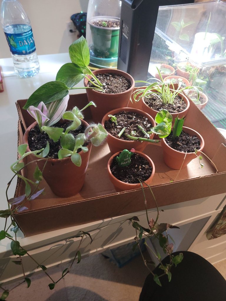 A set of small terra cotta pots in a cardboard box on a white desk, with a lamp, water bottle and plastic box behind.