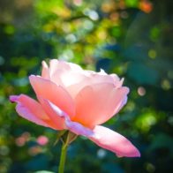 November rose in the cathedral gardens