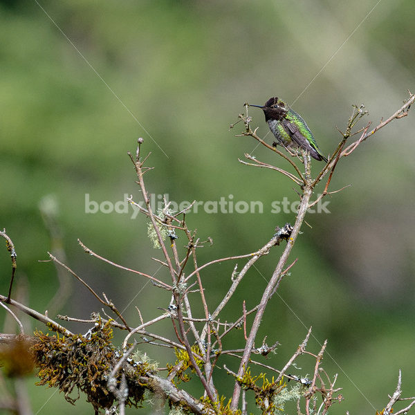 Hummingbird on a branch - Body Liberation Photos