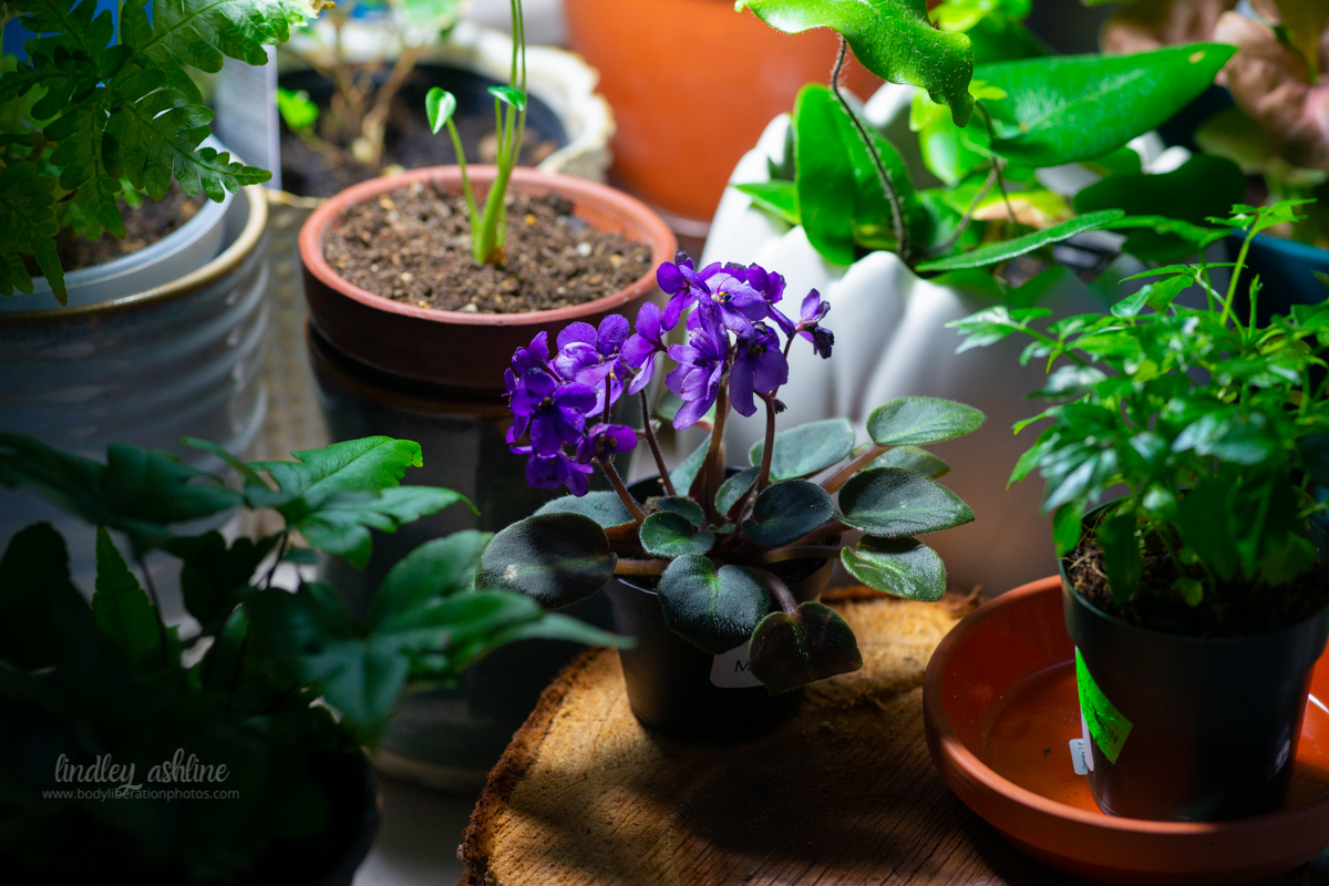 Dark purple African violets bloom, surrounded by other houseplants from Seattle plant stores and nurseries.