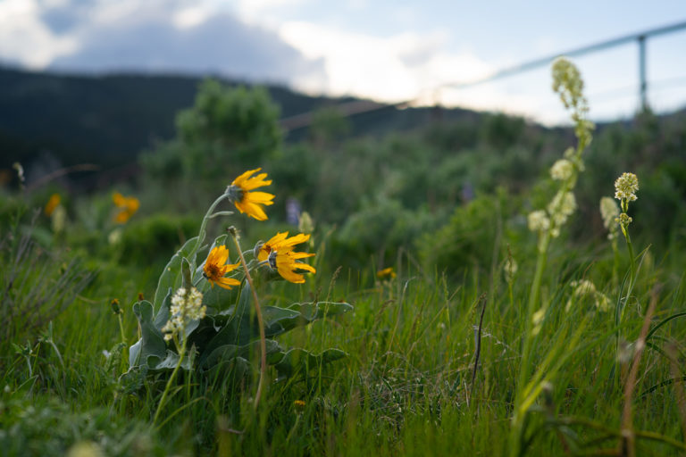 {wandering} Montana and Bannack, June 2019