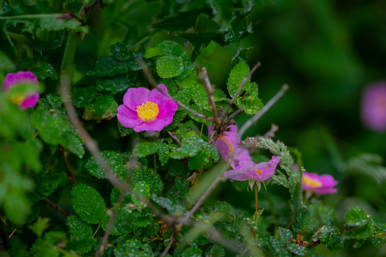 {wandering} Oregon coast, June 2021