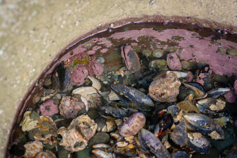 {wandering} Beach 3 & Clallam Bay, WA, February 2020