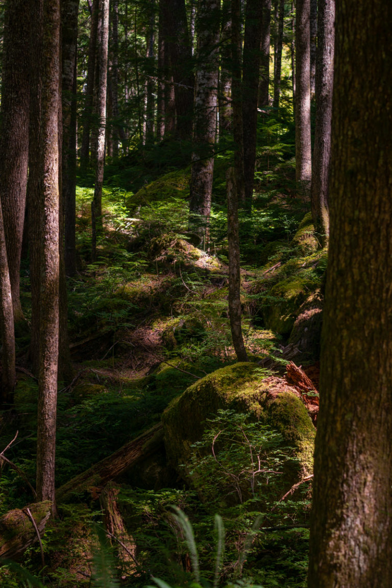 {wandering} Mountain Loop Highway, WA, August 2020