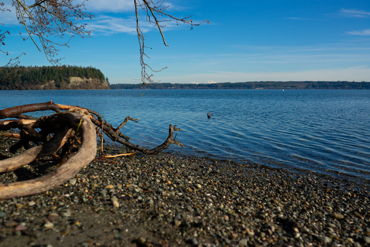 {wandering} Dosewallips & Shine Tidelands, January 2019 Body